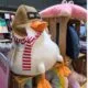 Peluches